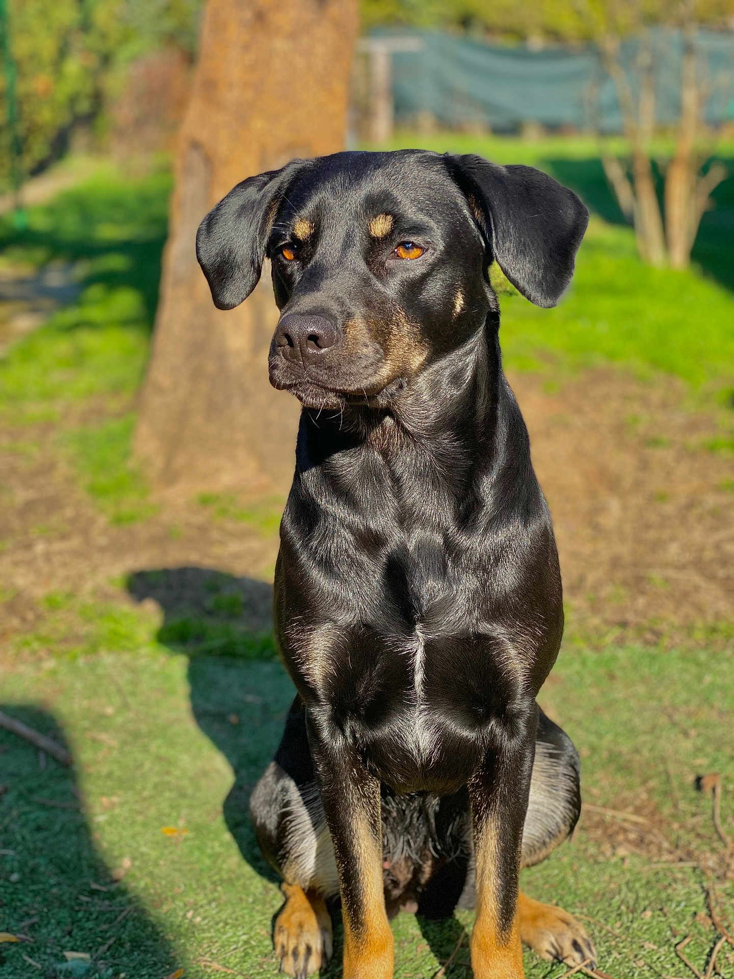 Jaika participe au concours pour gagner de l'argent avec cette photo : alert, animal, black_dog, canine, daylight, dog, ears, fur, garden, glossy_coat, greenery, nature, outdoor, pet, portrait, shadow, sitting, sunlight, tan_markings, tree