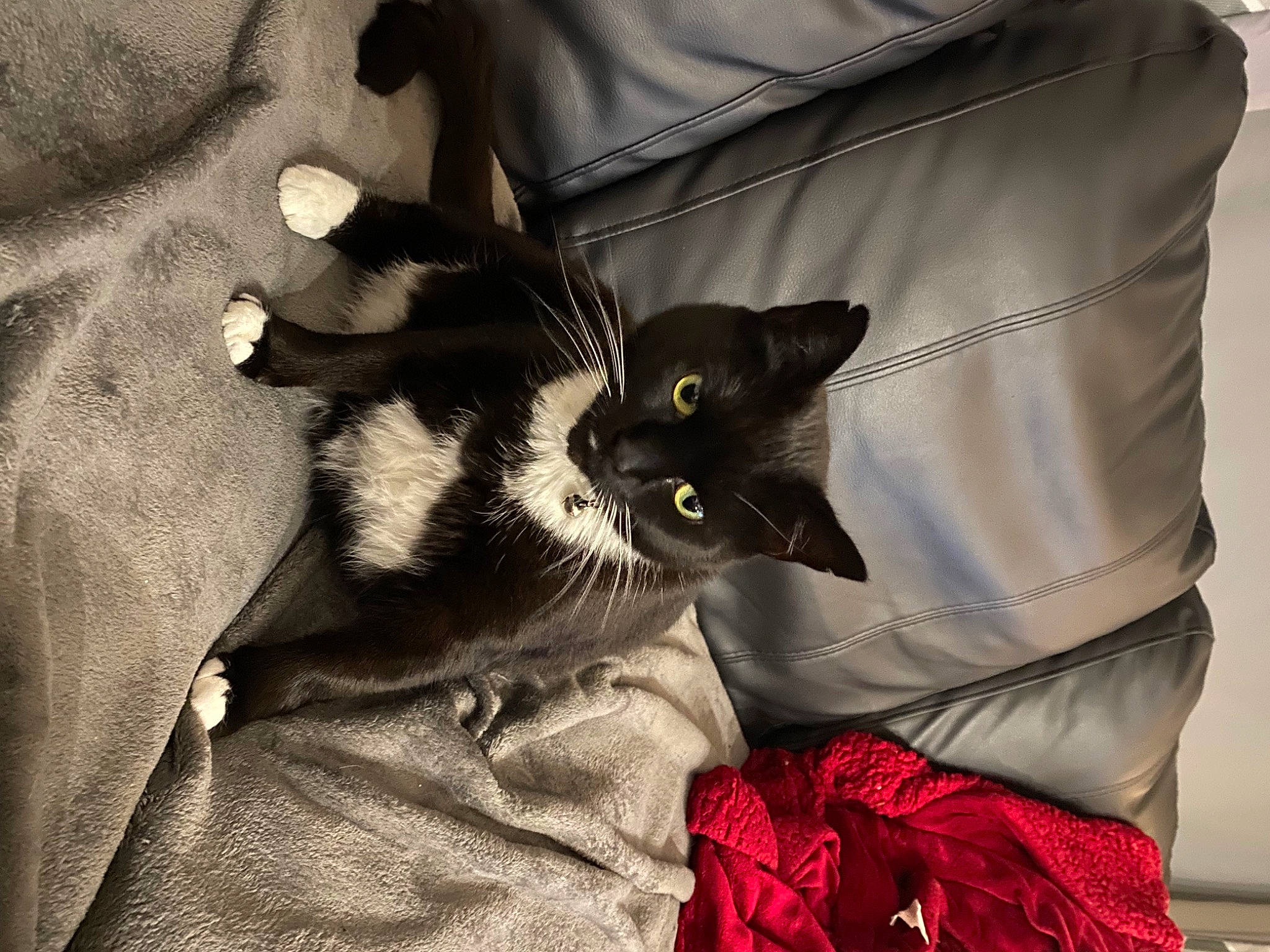 Blacky joined the competition — help win amazing prizes! bag, black_cat, carnivore, cat, comfort, domestic_short_haired_cat, felidae, fur, grey, linens, pattern, paw, sleeve, small_to_medium_sized_cats, whiskers