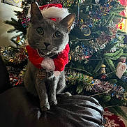 Venus joined the competition — help win amazing prizes! cat, gray_cat, santa_hat, holiday_costume, christmas_tree, tinsel, ornaments, couch, leather, pet, indoor, festive, decorations, collar, curious, cute, holiday, christmas, animal, feline