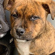 Simba a rejoint le concours — aidez-le/la à gagner de superbes lots ! puppy, dog, brindle, close_up, pet, animal, canine, fur, ears, eyes, nose, sitting, black_dog, harness, outdoor, young, cute, portrait, companions, friendship