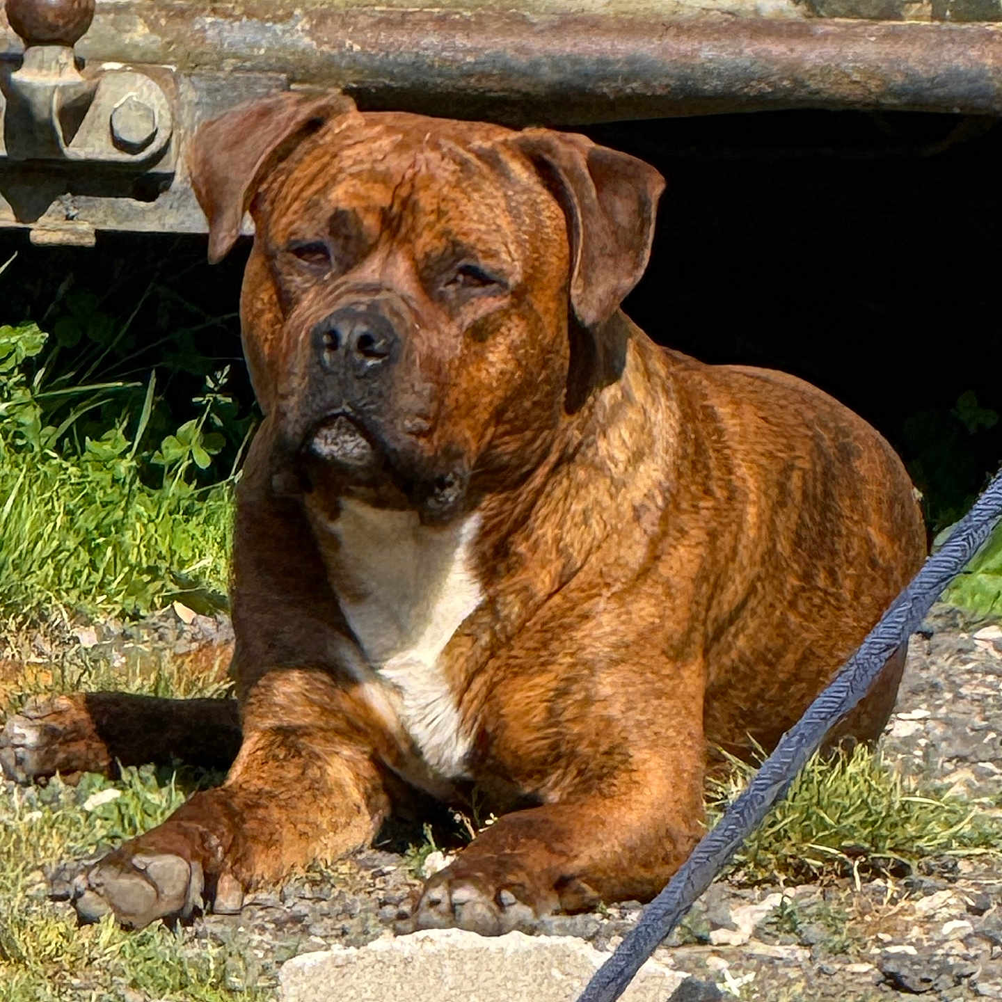 Simba participe au concours pour gagner de l'argent avec cette photo : animal, brindle, canine, close_up, daylight, dog, ears, grass, gravel, leash, lying_down, muzzle, nature, outdoor, paw, pet, relaxed, resting, rusty_metal, sunlight