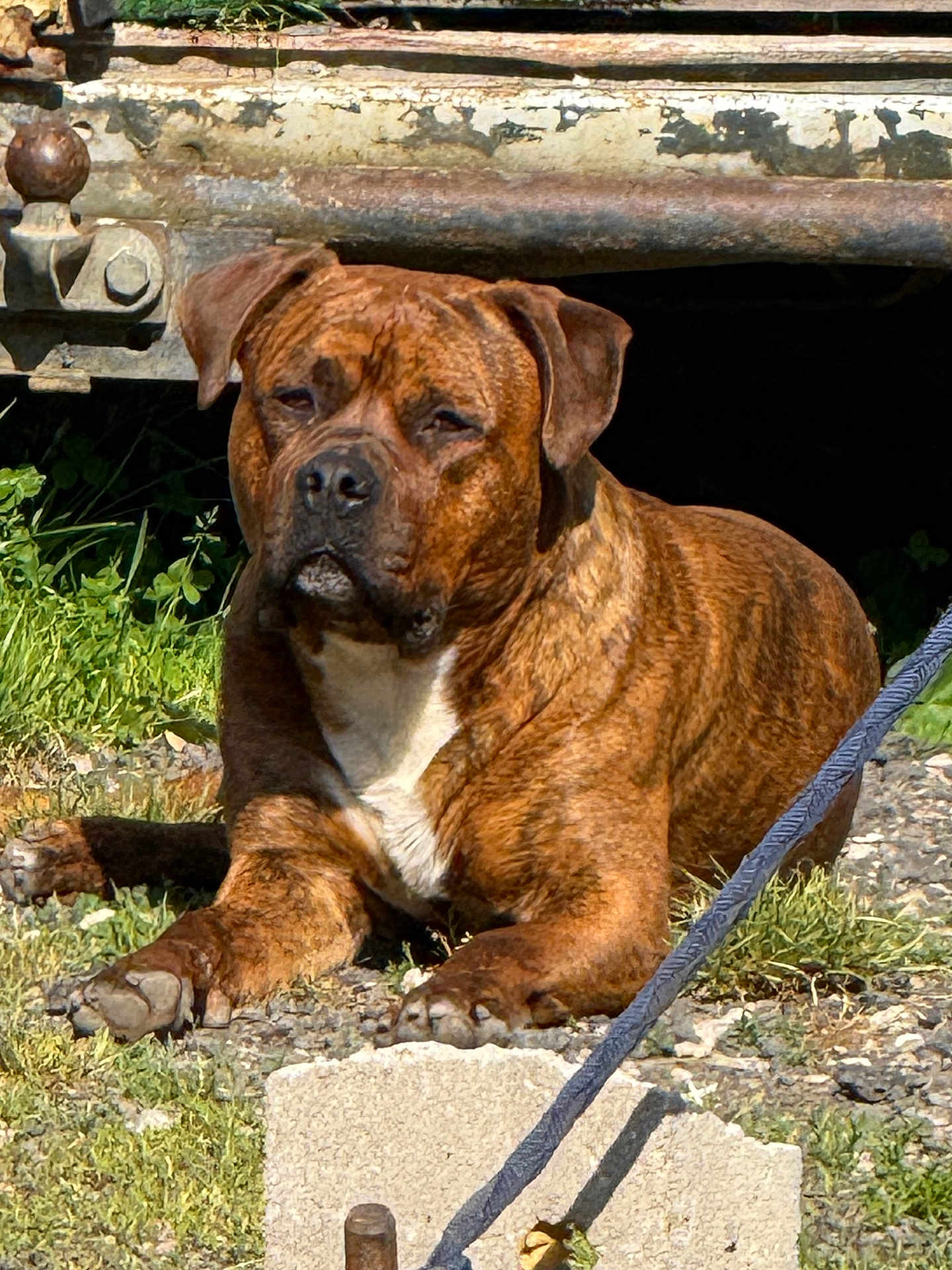 Simba participe au concours pour gagner de l'argent avec cette photo : dog, brindle, animal, pet, outdoor, grass, gravel, sunlight, rusty_metal, relaxed, canine, nature, leash, paw, muzzle, ears, lying_down, daylight, close_up, resting