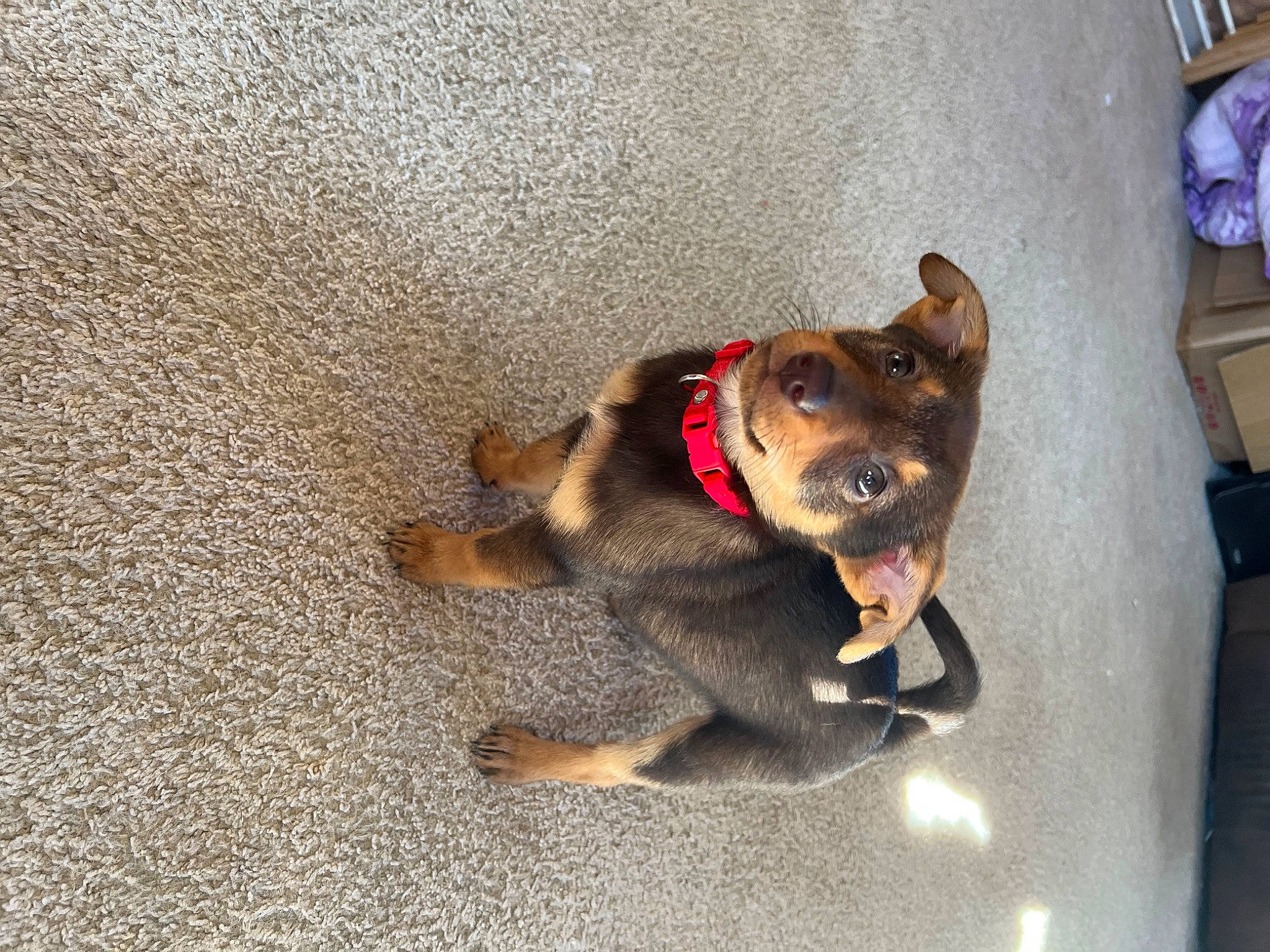 Poppy joined the competition — help win amazing prizes! canidae, carnivore, collar, companion_dog, dog, dog_breed, dog_collar, dog_supply, fawn, fur, guard_dog, leash, paw, pet_supply, puppy, sporting_group, tail, whiskers, working_animal, working_dog