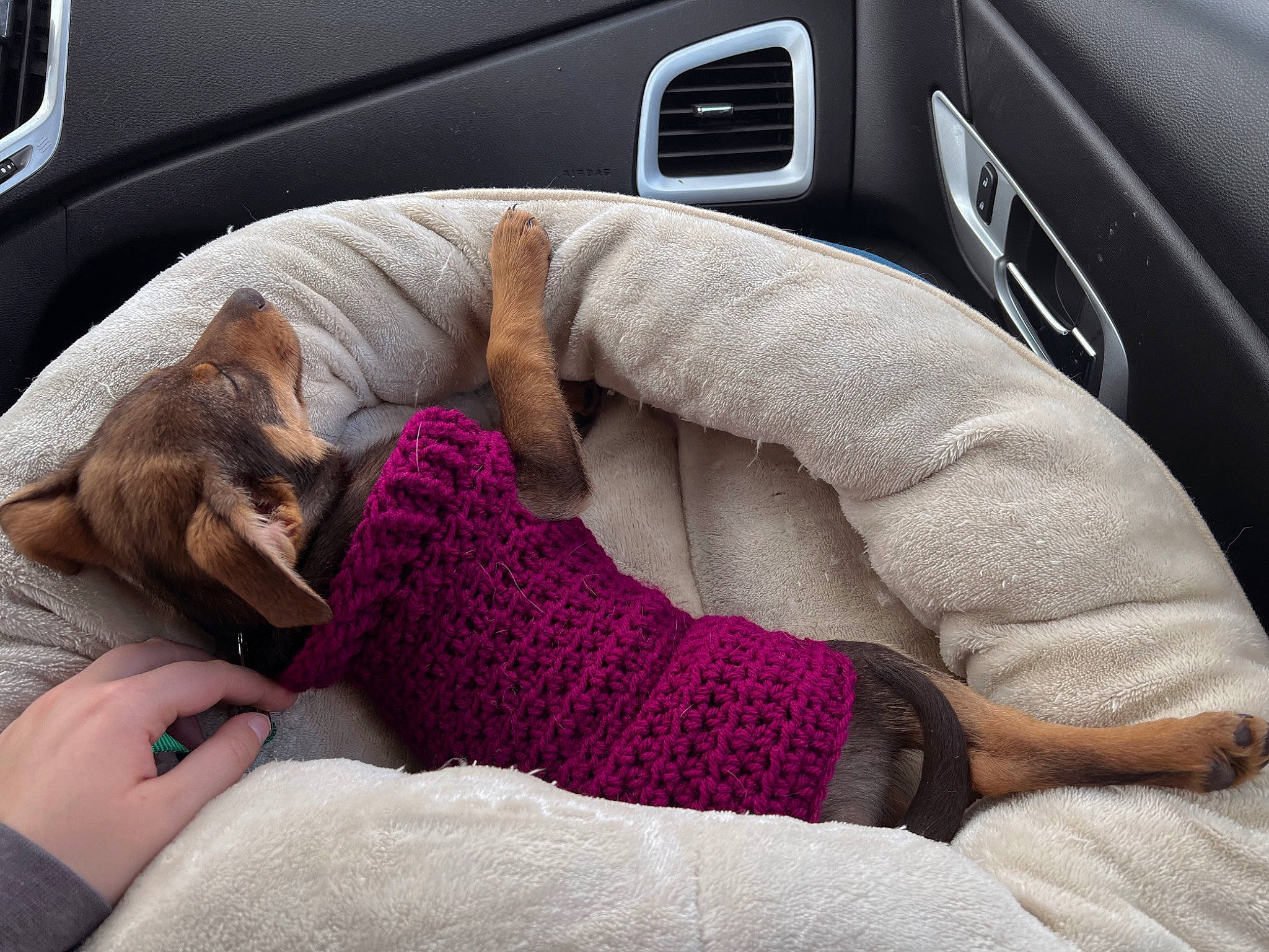 Poppy joined the competition — help win amazing prizes! auto_part, automotive_design, automotive_exterior, car, car_seat, car_seat_cover, carnivore, comfort, companion_dog, family_car, felidae, linens, motor_vehicle, personal_luxury_car, small_to_medium_sized_cats, steering_part, steering_wheel, textile, vehicle, vehicle_door