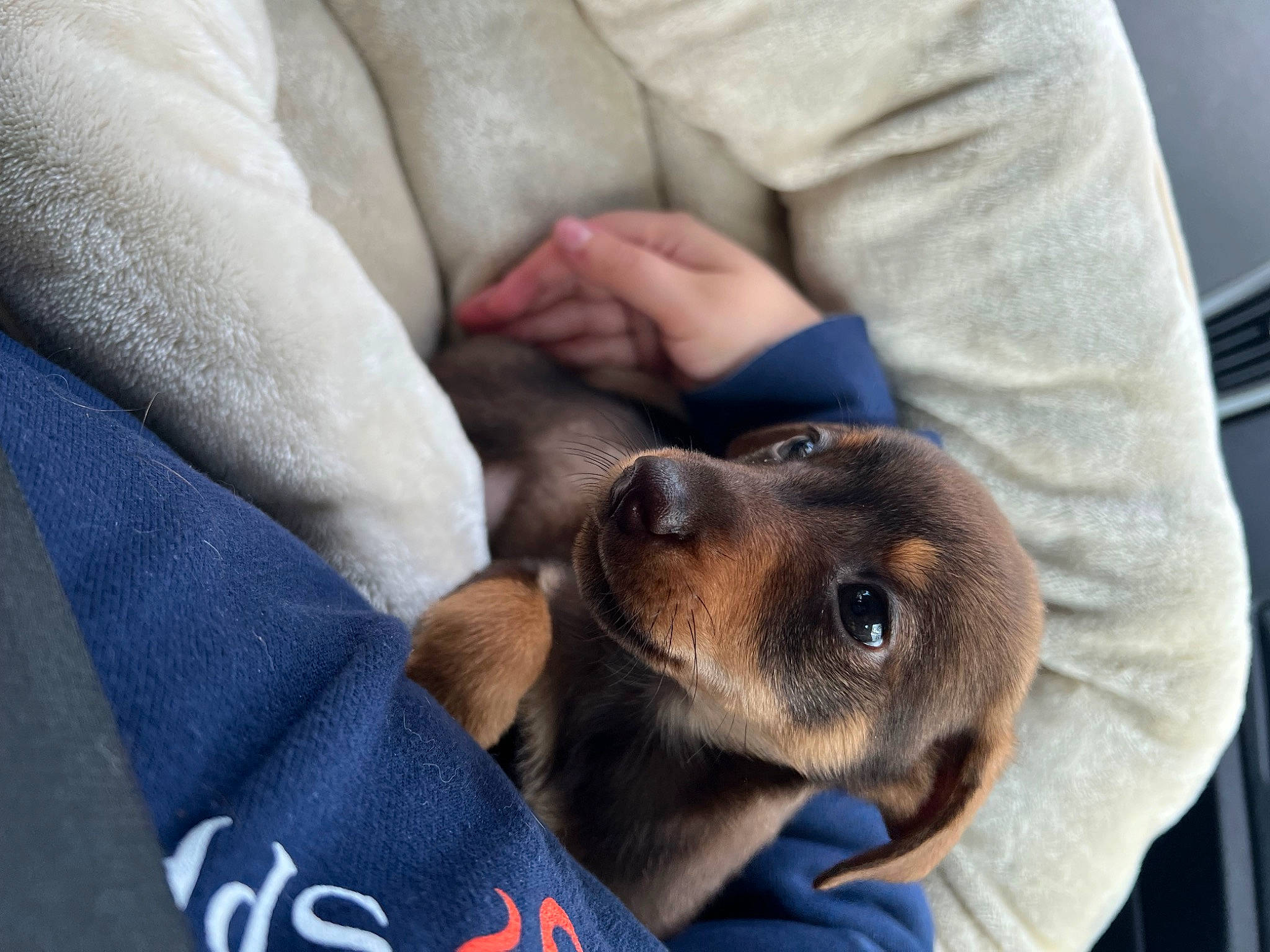 Poppy joined the competition — help win amazing prizes! canidae, carnivore, collar, comfort, companion_dog, dog, dog_breed, fawn, fur, gesture, linens, nap, paw, puppy, snout, sporting_group, whiskers, working_animal