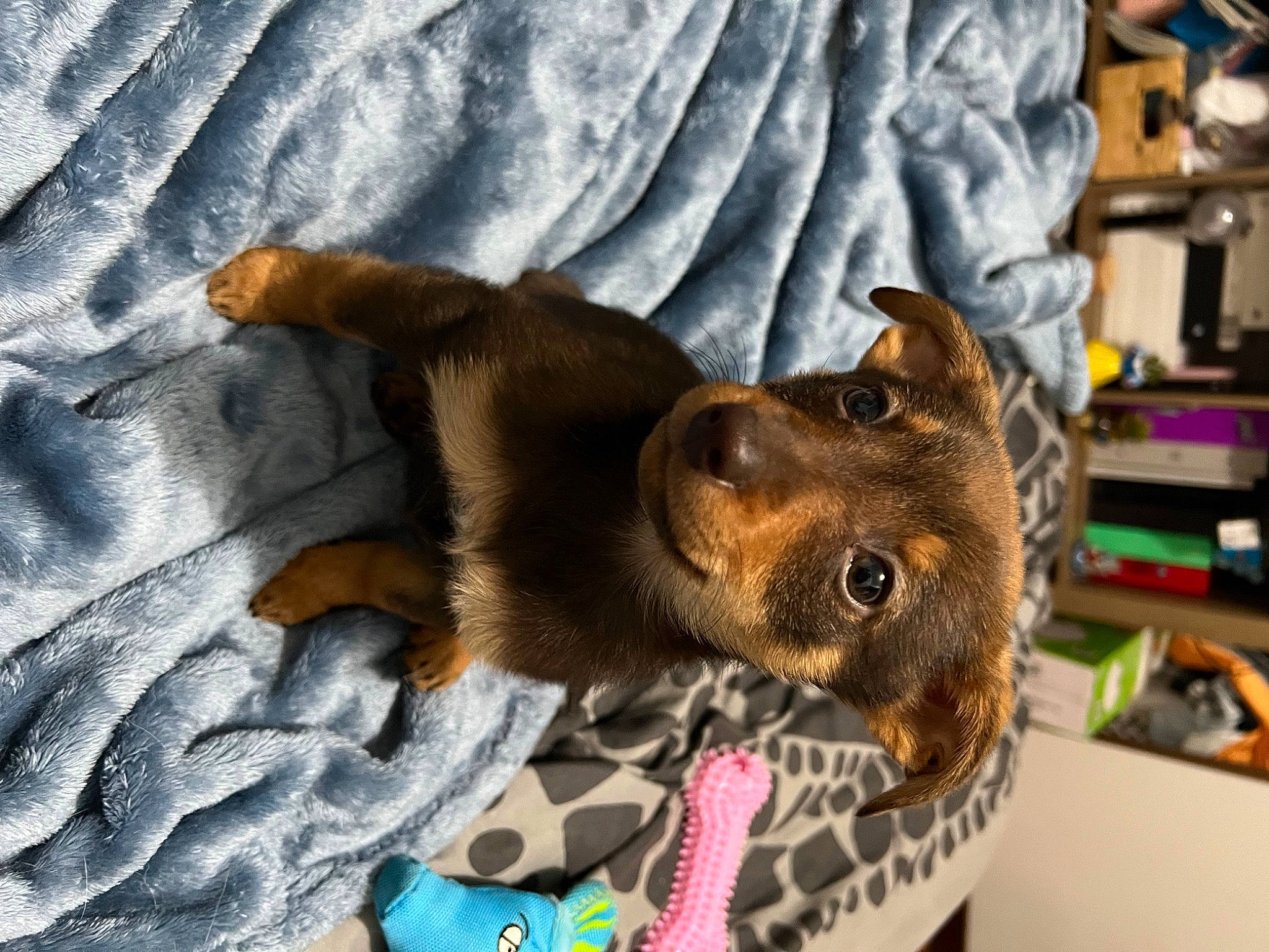 Poppy joined the competition — help win amazing prizes! canidae, carnivore, collar, comfort, companion_dog, dog, dog_breed, ear, fawn, fur, guard_dog, linens, liver, pet_supply, pinscher, puppy, sporting_group, toy_dog, whiskers, working_animal