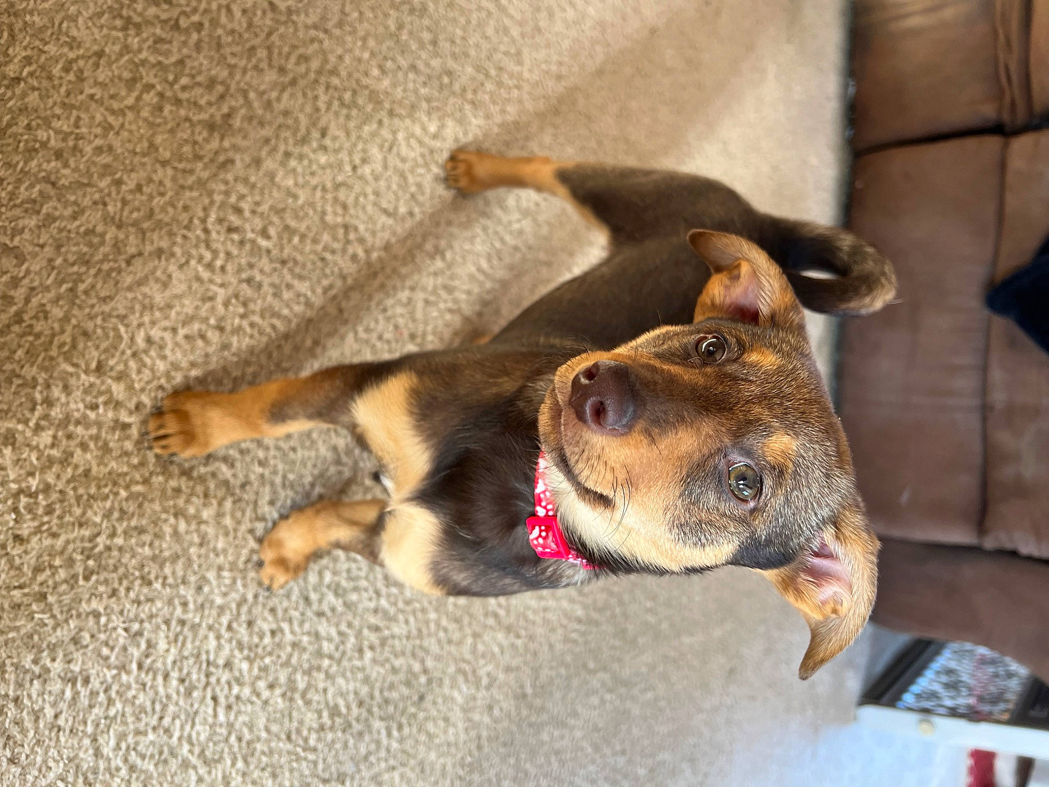 Poppy is registered to the contest to win money with this photo: biting, bored, canidae, carnivore, claw, collar, comfort, companion_dog, dog, dog_bed, dog_breed, dog_supply, ear, fawn, flooring, fur, paw, pet_supply, sporting_group, terrestrial_animal