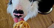 Stanley participe au concours pour gagner de l'argent avec cette photo : animal, batter, black_and_white_fur, blue_eyes, close_up, curious, cute, dog, domestic_animal, flooring, food, household, indoor, kitchen, licking, pet, pink_nose, tongue, whisk, wooden_floor