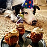 animal, birthday, bone_shaped_treats, cake, candle, canine, celebration, colorful, cupcake, cute, dog, dog_treats, festive, food, indoor, party_hat, pet, resting, waiting, woven_rug