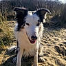 Stanley participe au concours pour gagner de l'argent avec cette photo : animal, border_collie, bushes, canine, daylight, dog, fur, grass, happy, landscape, nature, outdoor, pet, playful, sand, sitting, sky, smiling, sunny, tongue_out