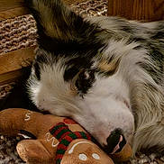 Stanley participe au concours pour gagner de l'argent avec cette photo : animal, black_and_white, carpet, comfort, cozy, dog, ear, fur, gingerbread_man, home, indoor, nose, pet, plush_toy, resting, sleeping, snout, texture, wooden_table, woven_rug