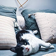 Kurt participe au concours pour gagner de l'argent avec cette photo : cat, black_and_white, bed, pillows, heart_shape, wall_decoration, cozy, relaxed, indoor, feline, resting, soft_textures, home, comfort, sleepy, cute, whiskers, fur, nose, eyes