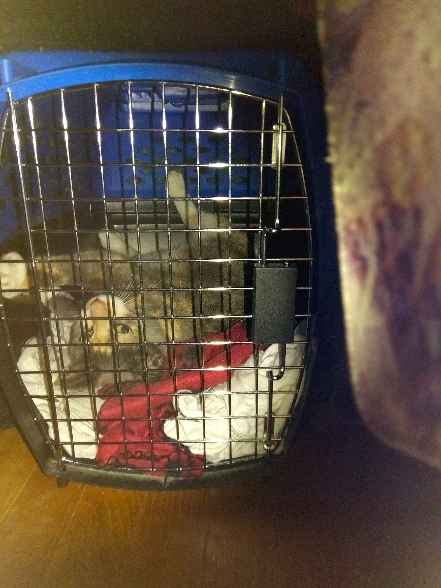 Kairi joined the competition — help win amazing prizes! animal_shelter, cage, canidae, cat, dog_crate, kennel, pet_supply