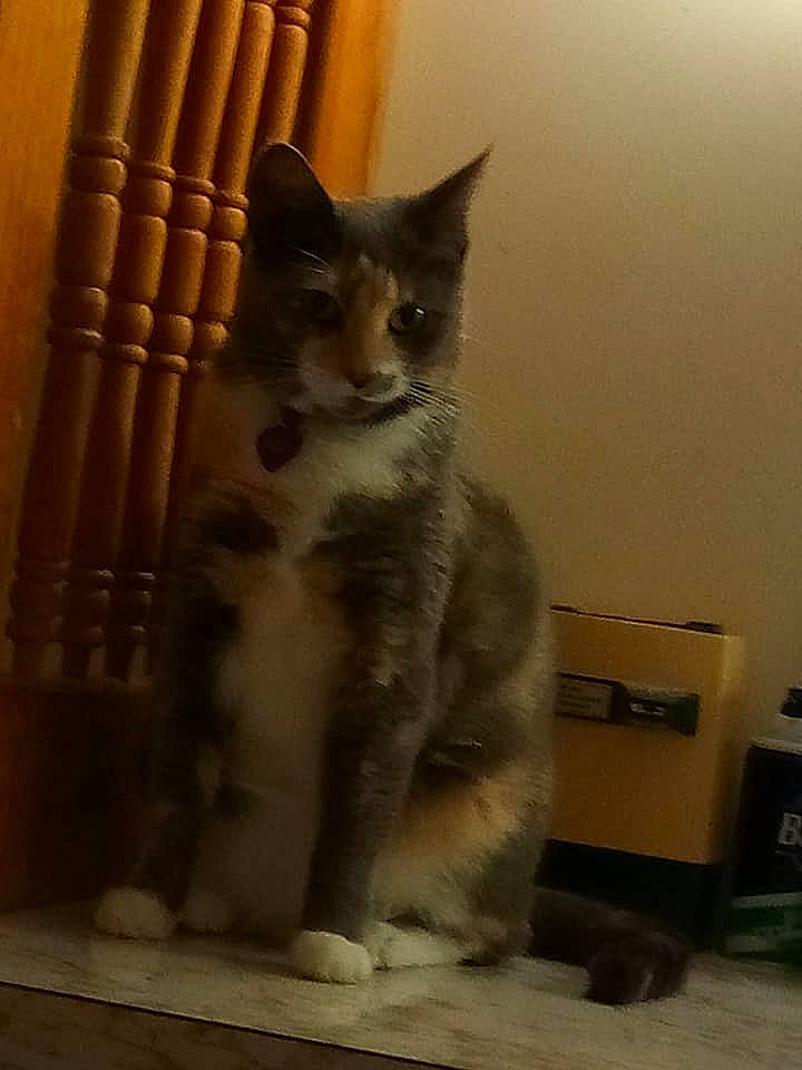 Kairi is registered to the contest to win money with this photo: aegean_cat, american_wirehair, carnivore, cat, domestic_short_haired_cat, european_shorthair, fawn, felidae, kitten, mammal, ojos_azules, paw, polydactyl_cat, small_to_medium_sized_cats, whiskers, window