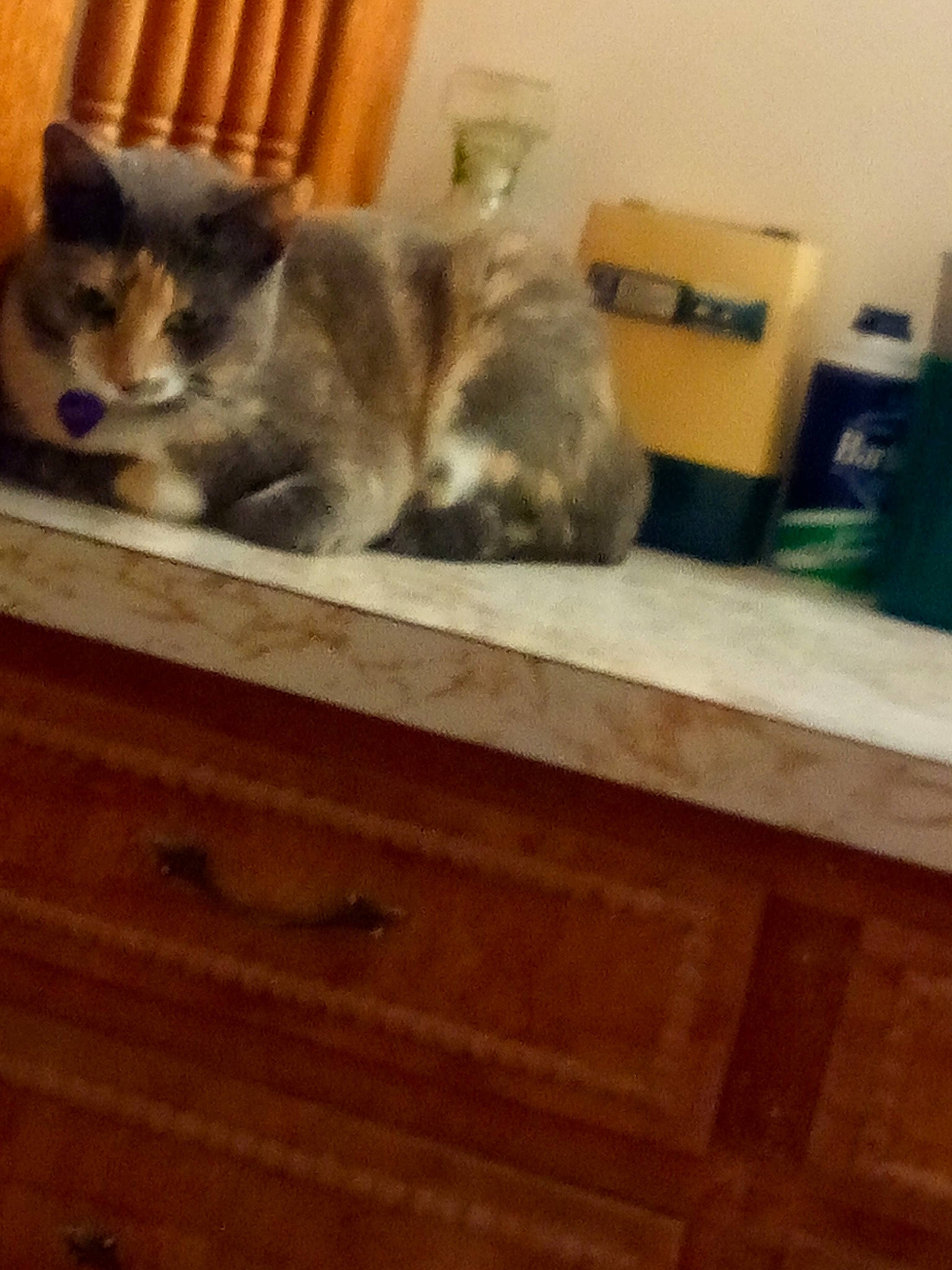 Kairi is registered to the contest to win money with this photo: alaskan_malamute, canidae, carnivore, cat, domestic_short_haired_cat, european_shorthair, felidae, floor, flooring, hardwood, kitten, laminate_flooring, mammal, siberian_husky, small_to_medium_sized_cats, tail, whiskers, wolfdog, wood, wood_flooring