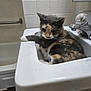 cat, calico, sink, bathroom, tile_wall, bathtub, faucet, paw, pet, animal, indoor, resting, fur, whiskers, domestic_cat, cute, curious, white_sink, relaxed, household
