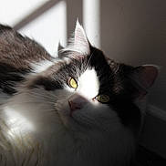 Loki participe au concours pour gagner de l'argent avec cette photo : cat, feline, black_and_white, long_hair, yellow_eyes, shadow, sunlight, window_shadow, indoor, pet, close_up, whiskers, fur, relaxed, animal, mammal, portrait, cute, domestic_cat, resting