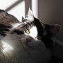 cat, feline, black_and_white, long_hair, yellow_eyes, shadow, sunlight, window_shadow, indoor, pet, close_up, whiskers, fur, relaxed, animal, mammal, portrait, cute, domestic_cat, resting