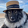 Oda participe au concours pour gagner de l'argent avec cette photo : dog, hat, beach, rock, cloudy_sky, sea, outdoor, portrait, fluffy, black_and_gray, animal, canine, calm, nature, closeup, fashion, accessory, relaxing, summer, pet