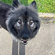 Oda a rejoint le concours — aidez-le/la à gagner de superbes lots ! dog, animal, pet, outdoor, grass, pavement, black_fur, gray_fur, fluffy, canine, looking_up, teeth, ears, snout, daylight, shadow, nature, friendly, cute, close_up