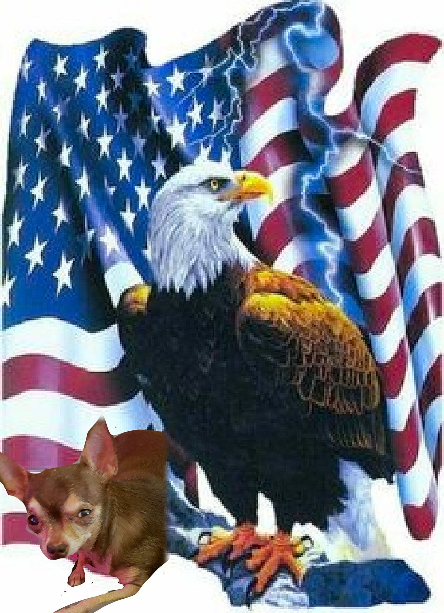 Miss Peanut joined the competition — help win amazing prizes! accipitridae, accipitriformes, bald_eagle, beak, bird, bird_of_prey, buzzard, eagle, falcon, falconiformes, feather, flag, flag_of_the_united_states, pattern, rectangle, sea_eagle, sleeve, vertebrate, wildlife, wing