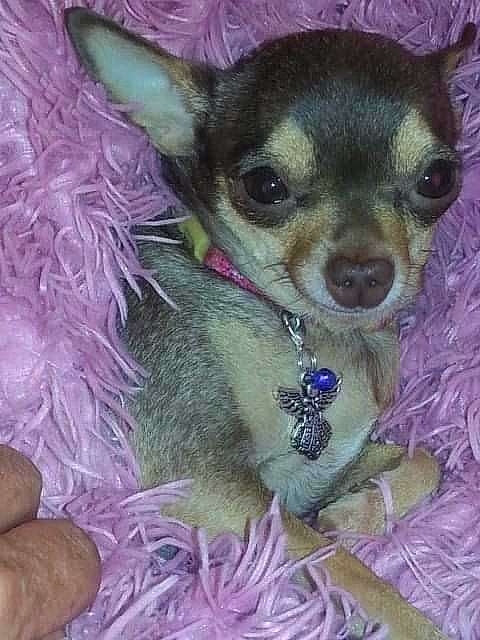 Miss Peanut is registered to the contest to win money with this photo: art, canidae, carnivore, chihuahua, collar, companion_dog, corgi_chihuahua, dog, dog_breed, dog_clothes, dog_supply, ear, fawn, fur, magenta, purple, snout, toy_dog, whiskers, working_animal