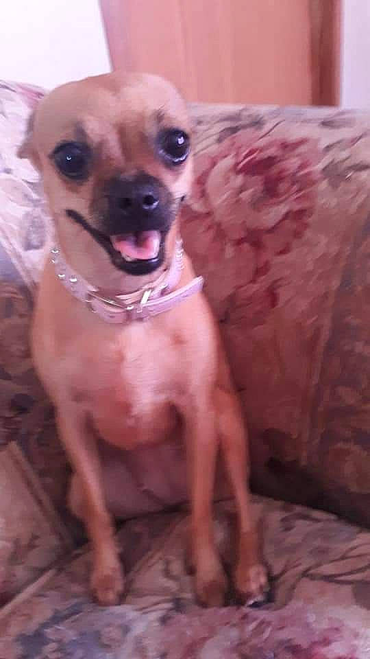 Sissy Diane Hammond joined the competition — help win amazing prizes! canidae, carnivore, chihuahua, collar, companion_dog, dog, dog_breed, dog_collar, ear, fawn, fur, liver, pet_supply, snout, sporting_group, sunglasses, terrestrial_animal, toy_dog, whiskers, working_animal