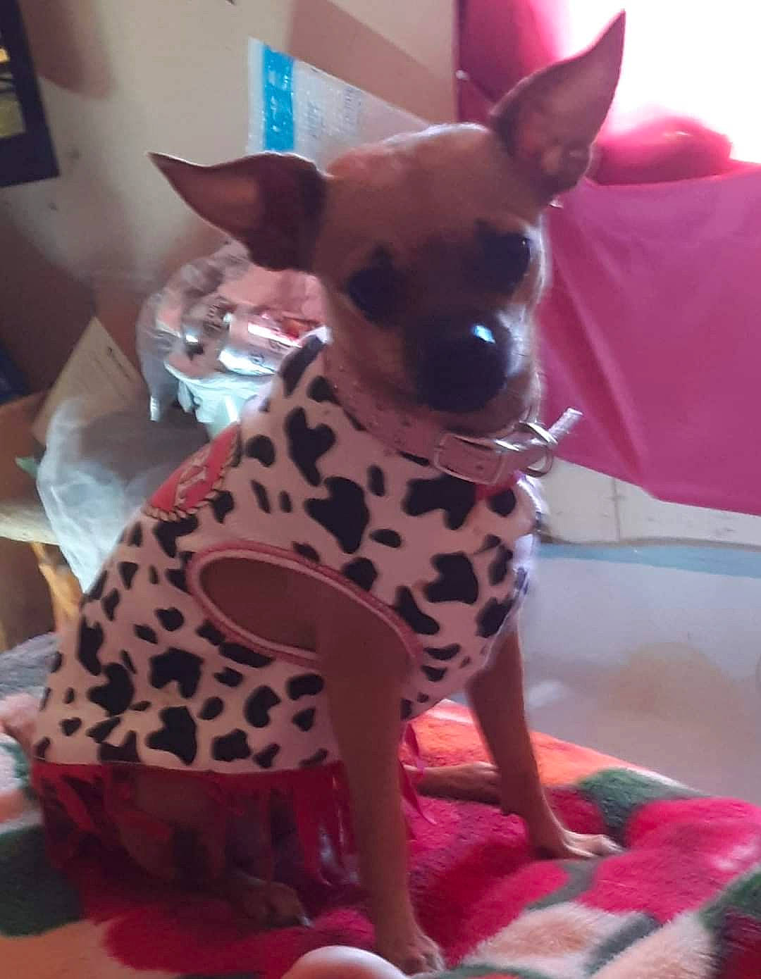 Sissy Diane Hammond joined the competition — help win amazing prizes! canidae, carmine, carnivore, chihuahua, collar, companion_dog, dog, dog_breed, dog_supply, ear, fawn, magenta, pattern, pink, snout, sporting_group, terrestrial_animal, toy_dog, whiskers, working_animal