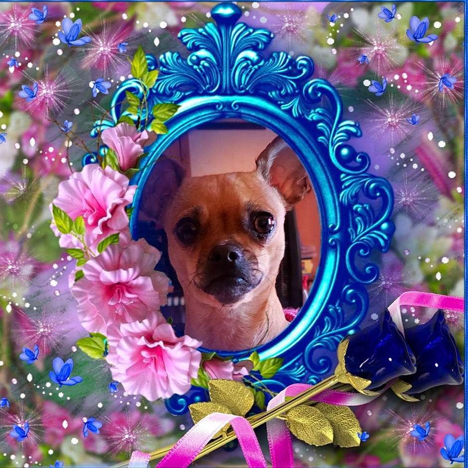 Sissy Diane Hammond is registered to the contest to win money with this photo: art, canidae, carnivore, companion_dog, dog, dog_breed, electric_blue, event, fawn, flower, illustration, magenta, organism, painting, petal, pink, plant, snout, sporting_group, toy_dog