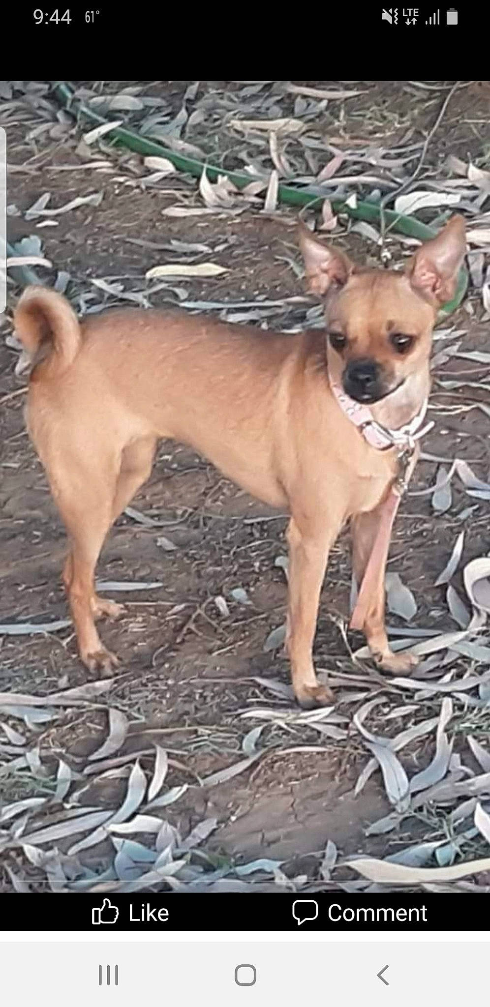 Sissy Diane Hammond is registered to the contest to win money with this photo: ancient_dog_breeds, canidae, carnivore, chihuahua, companion_dog, dog, dog_breed, dog_supply, fawn, fur, non_sporting_group, snout, sporting_group, tail, terrestrial_animal, toy_dog, whiskers, wildlife