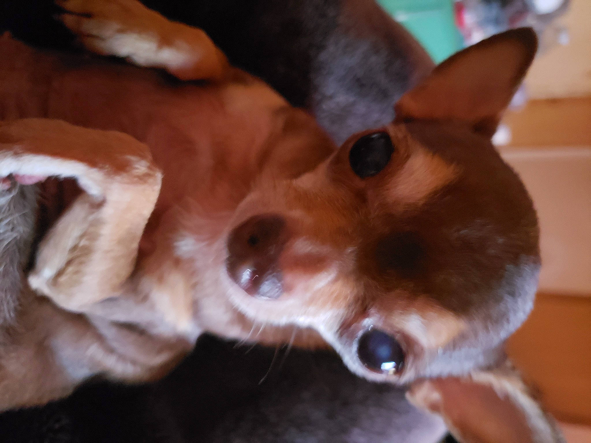 Nutnut joined the competition — help win amazing prizes! cardigan_welsh_corgi, carnivore, companion_dog, dog, dog_breed, dog_sports, ear, fawn, felidae, fur, liver, pomeranian, small_to_medium_sized_cats, snout, spitz, sporting_group, toy_dog, whiskers, wood, working_animal