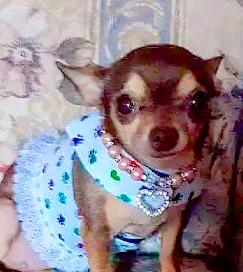 Nutnut is registered to the contest to win money with this photo: canidae, carnivore, chihuahua, circle, collar, companion_dog, dog, dog_breed, dog_clothes, dog_supply, fawn, non_sporting_group, pattern, pet_supply, pink, sporting_group, terrier, toy_dog, whiskers, working_animal