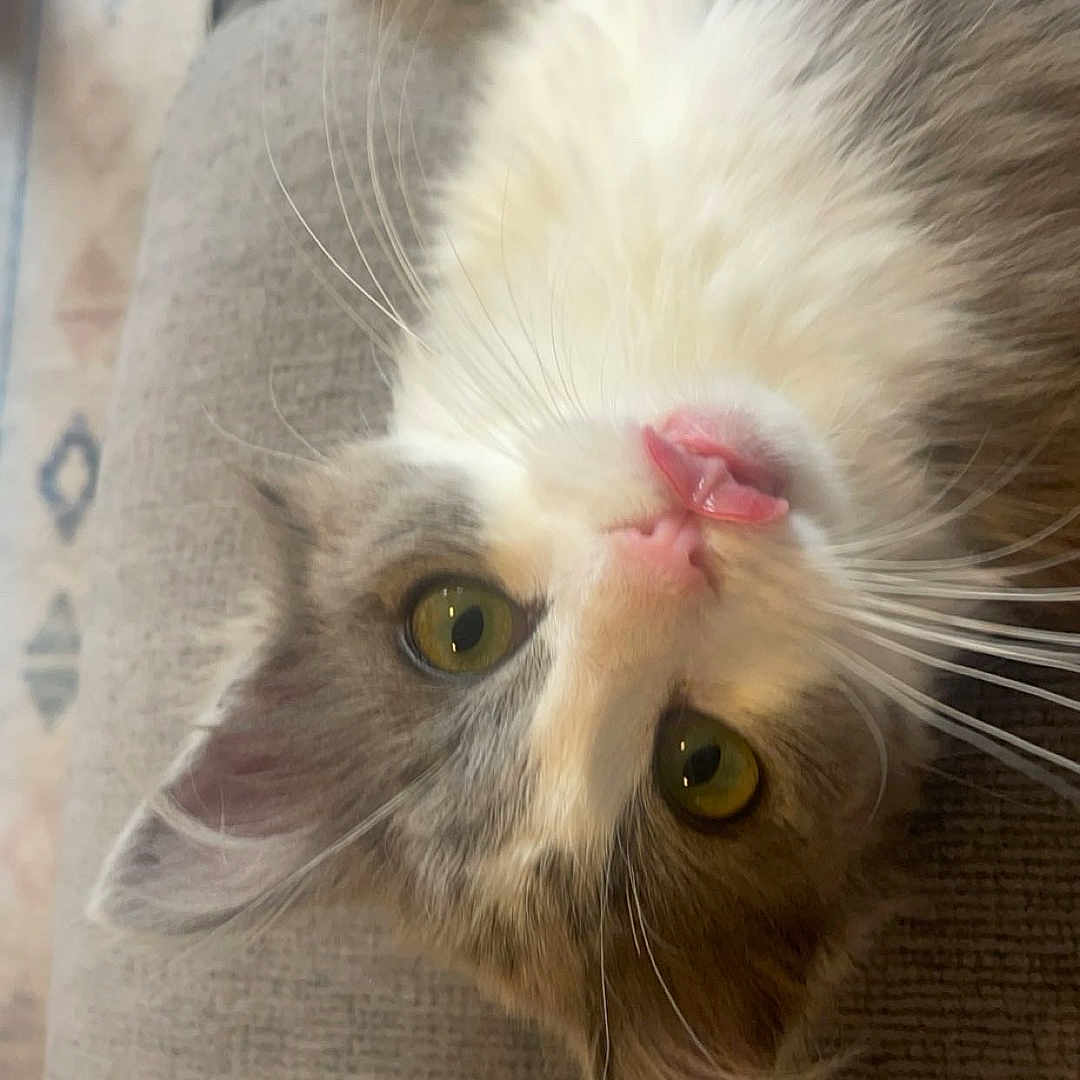 Pickles is registered to the contest to win money with this photo: animal, cat, close_up, couch, cute, fluffy, fur, home, indoor, mammal, pet, playful, relaxed, resting, soft, texture, tongue_out, upside_down, whiskers, yellow_eyes