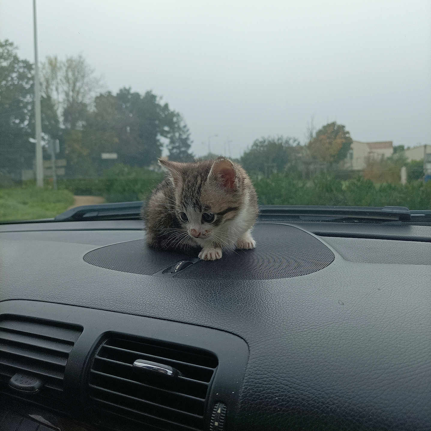 Lun participe au concours pour gagner de l'argent avec cette photo : animal, car, cat, curious, cute, dashboard, daytime, fur, grass, indoor, kitten, nature, outdoor, overcast, pet, small, streetlight, trees, vehicle, window