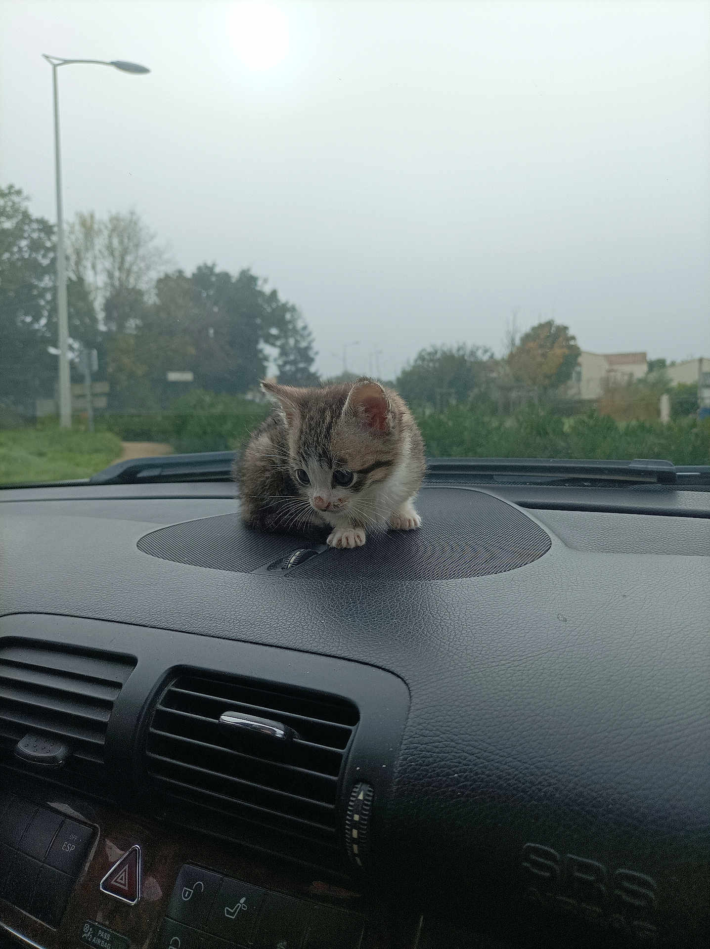 Vaia a rejoint le concours — aidez-le/la à gagner de superbes lots ! kitten, cat, dashboard, car, vehicle, animal, pet, fur, small, cute, curious, indoor, window, outdoor, nature, trees, grass, streetlight, overcast, daytime