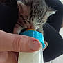kitten, baby_bottle, hand, furry, animal, pet, feeding, cute, small, mammal, domestic, closeup, indoor, soft, nurturing, young, feline, fuzzy, human, care