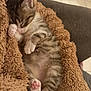 kitten, cat, sleeping, tabby, paw, pink_paw, fur, blanket, cozy, cute, pet, animal, indoor, resting, soft, texture, closeup, adorable, small, peaceful