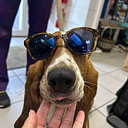Sylvester participe au concours pour gagner de l'argent avec cette photo : dog, sunglasses, hand, tongue, indoor, floor, tiles, person, pants, brown_dog, pet, closeup, animal, canine, cute, funny, face, portrait, expression, casual