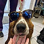 dog, sunglasses, hand, tongue, indoor, floor, tiles, person, pants, brown_dog, pet, closeup, animal, canine, cute, funny, face, portrait, expression, casual