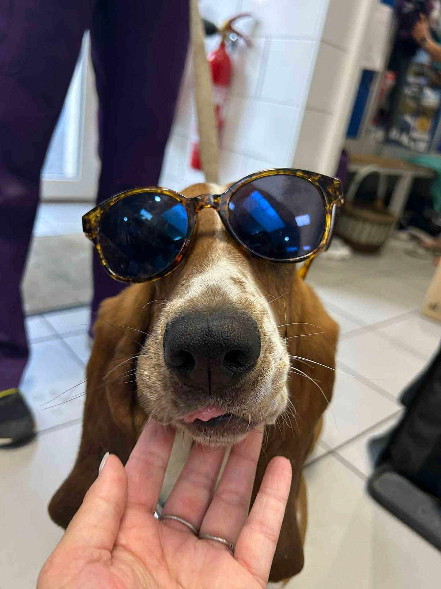 Sylvester participe au concours pour gagner de l'argent avec cette photo : dog, sunglasses, hand, tongue, indoor, floor, tiles, person, pants, brown_dog, pet, closeup, animal, canine, cute, funny, face, portrait, expression, casual