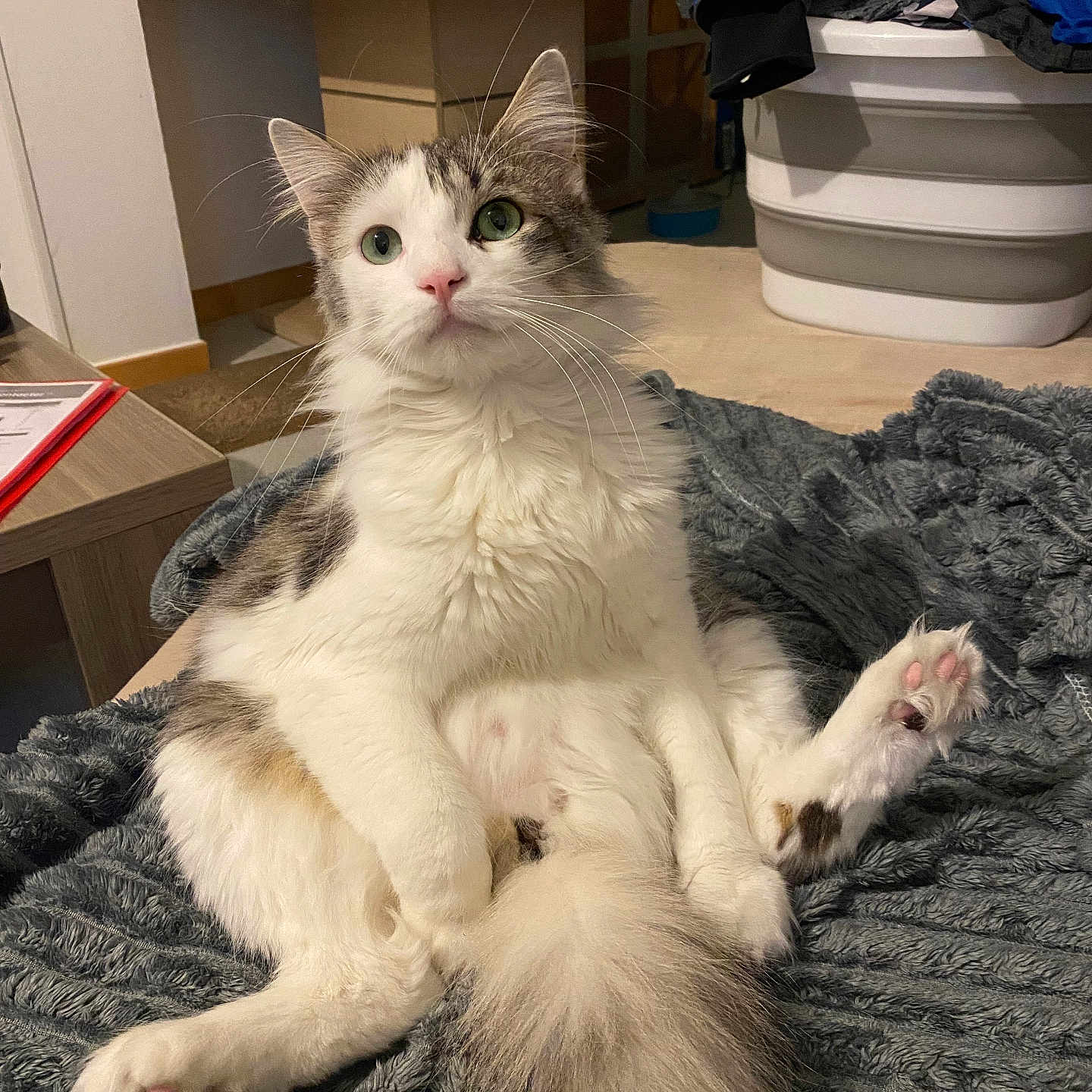 Youki participe au concours pour gagner de l'argent avec cette photo : blanket, cat, cozy, curious, cute, domestic_animal, feline, fluffy, fur, gray, green_eyes, household, indoor, pet, relaxed, sitting, soft, tail, whiskers, white