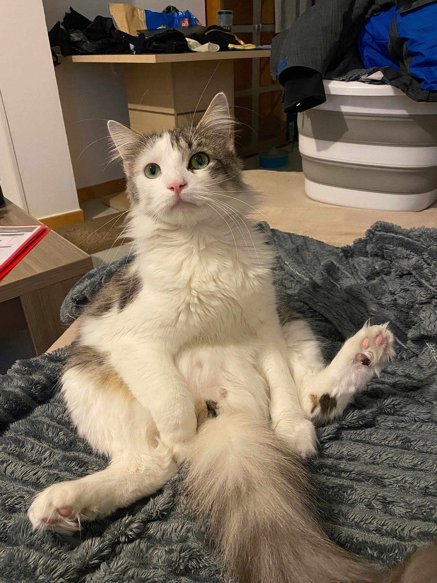 Youki participe au concours pour gagner de l'argent avec cette photo : cat, fluffy, white, gray, green_eyes, indoor, blanket, relaxed, cute, pet, feline, sitting, cozy, household, tail, whiskers, curious, soft, fur, domestic_animal