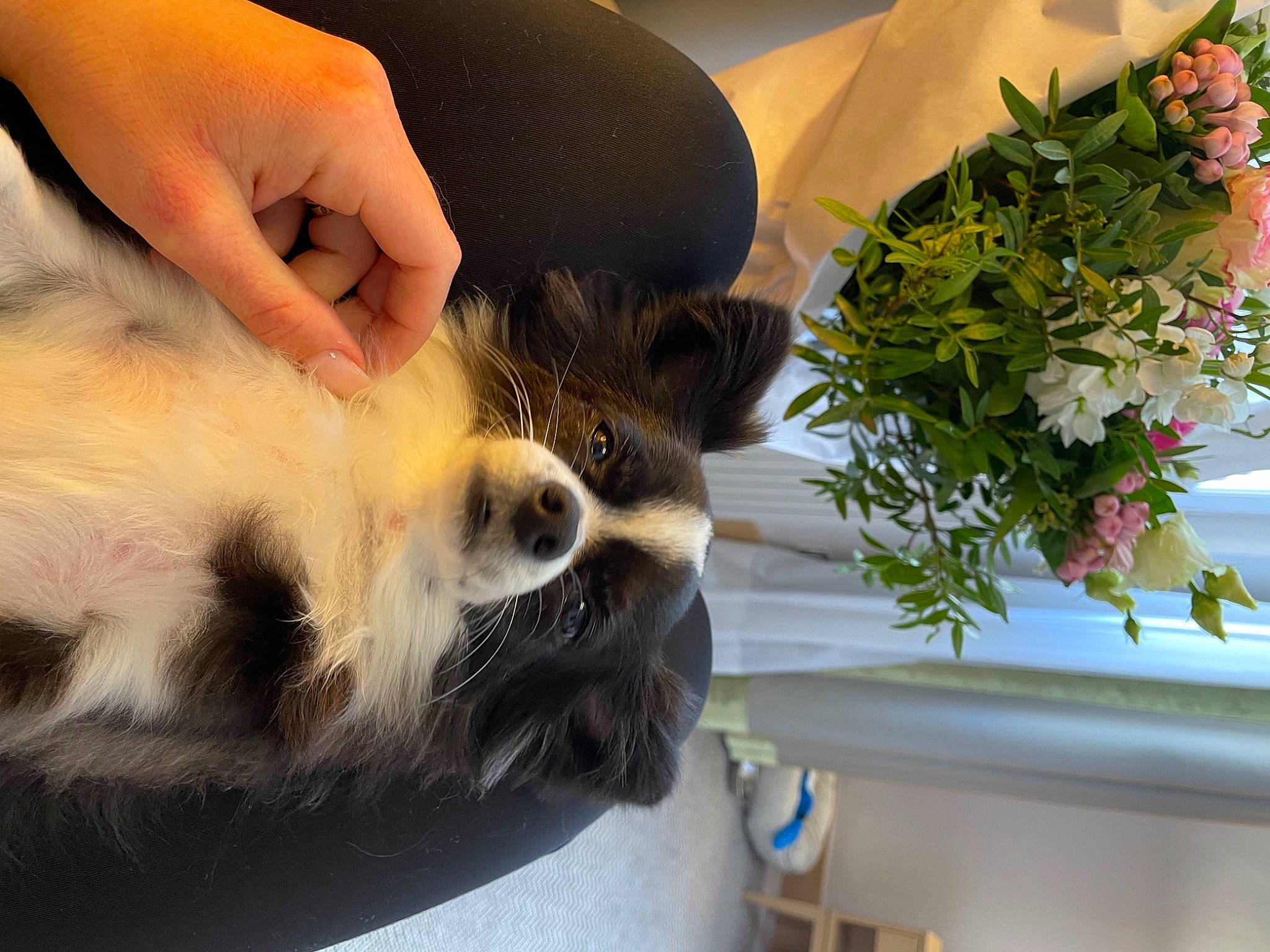 Lecky participe au concours pour gagner de l'argent avec cette photo : canidae, carnivore, claw, companion_dog, dog_breed, eyewear, fawn, felidae, flower, flower_arranging, fur, gesture, human_leg, paw, petal, plant, small_to_medium_sized_cats, snout, sporting_group, whiskers