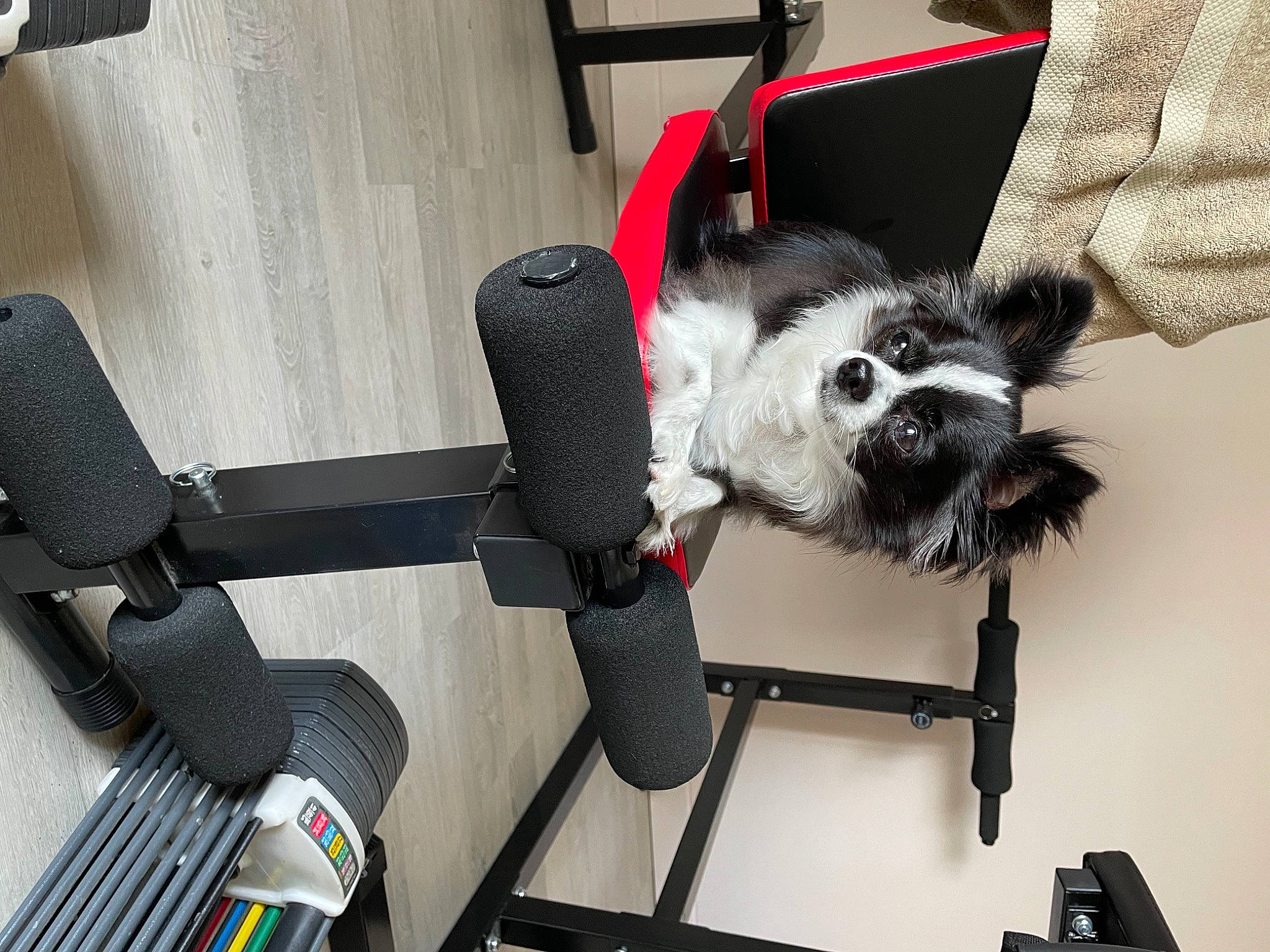 Lecky participe au concours pour gagner de l'argent avec cette photo : auto_part, automotive_tire, bag, bicycle_accessory, bicycle_handlebar, bicycle_part, bicycle_tire, carnivore, chair, collar, companion_dog, dog, dog_breed, dog_supply, fashion_accessory, fur, luggage_and_bags, plant, snout, toy_dog