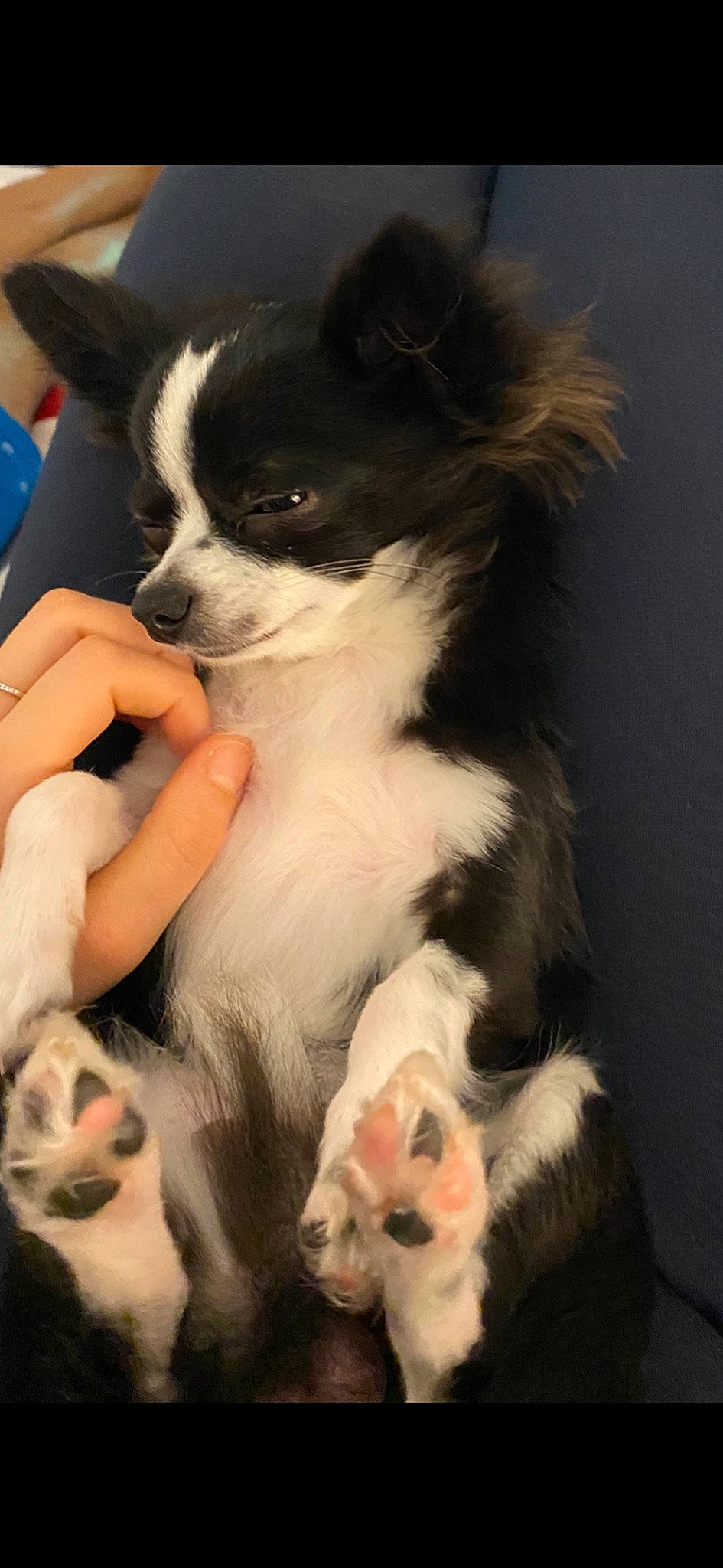 Lecky a rejoint le concours — aidez-le/la à gagner de superbes lots ! canidae, carnivore, chihuahua, companion_dog, dog, dog_breed, mammal, puppy, skin, snout, toy_dog, vertebrate, whiskers