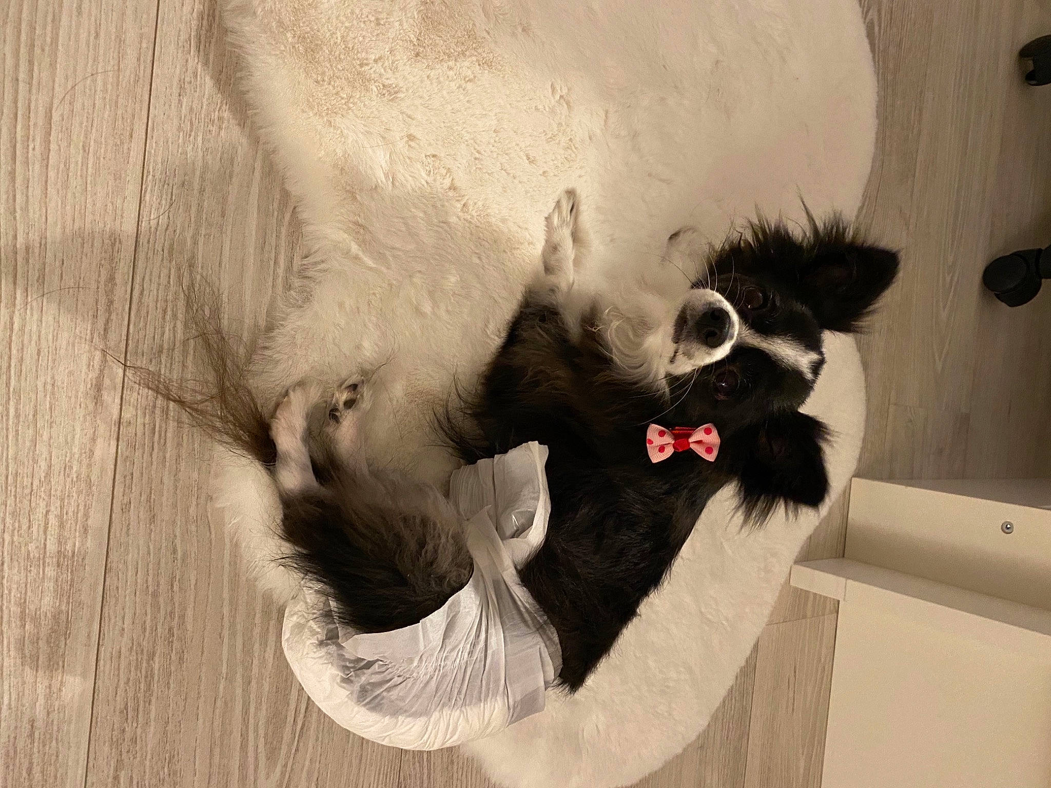 Lecky a rejoint le concours — aidez-le/la à gagner de superbes lots ! art, beard, canidae, dog_breed, fun, fur, gesture, happy, illustration, jaw, monochrome, monochrome_photography, painting, room, snout, sporting_group, vintage_clothing, visual_arts, wood