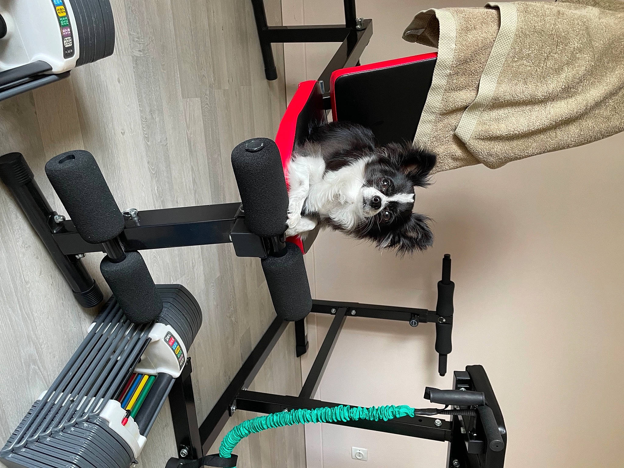 Lecky participe au concours pour gagner de l'argent avec cette photo : auto_part, automotive_design, automotive_exterior, automotive_tire, automotive_wheel_system, bicycle_accessory, bicycle_handlebar, bicycle_part, carnivore, chair, companion_dog, dog, exercise_machine, machine, rim, room, tire, vehicle, wheel, white