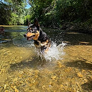 Darko a rejoint le concours — aidez-le/la à gagner de superbes lots ! adventure, animal, daytime, dog, forest, happy, nature, outdoor, person, pet, playful, recreation, river, shallow_water, splash, summer, sunlight, swimming, trees, water