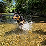 adventure, animal, daytime, dog, forest, happy, nature, outdoor, person, pet, playful, recreation, river, shallow_water, splash, summer, sunlight, swimming, trees, water