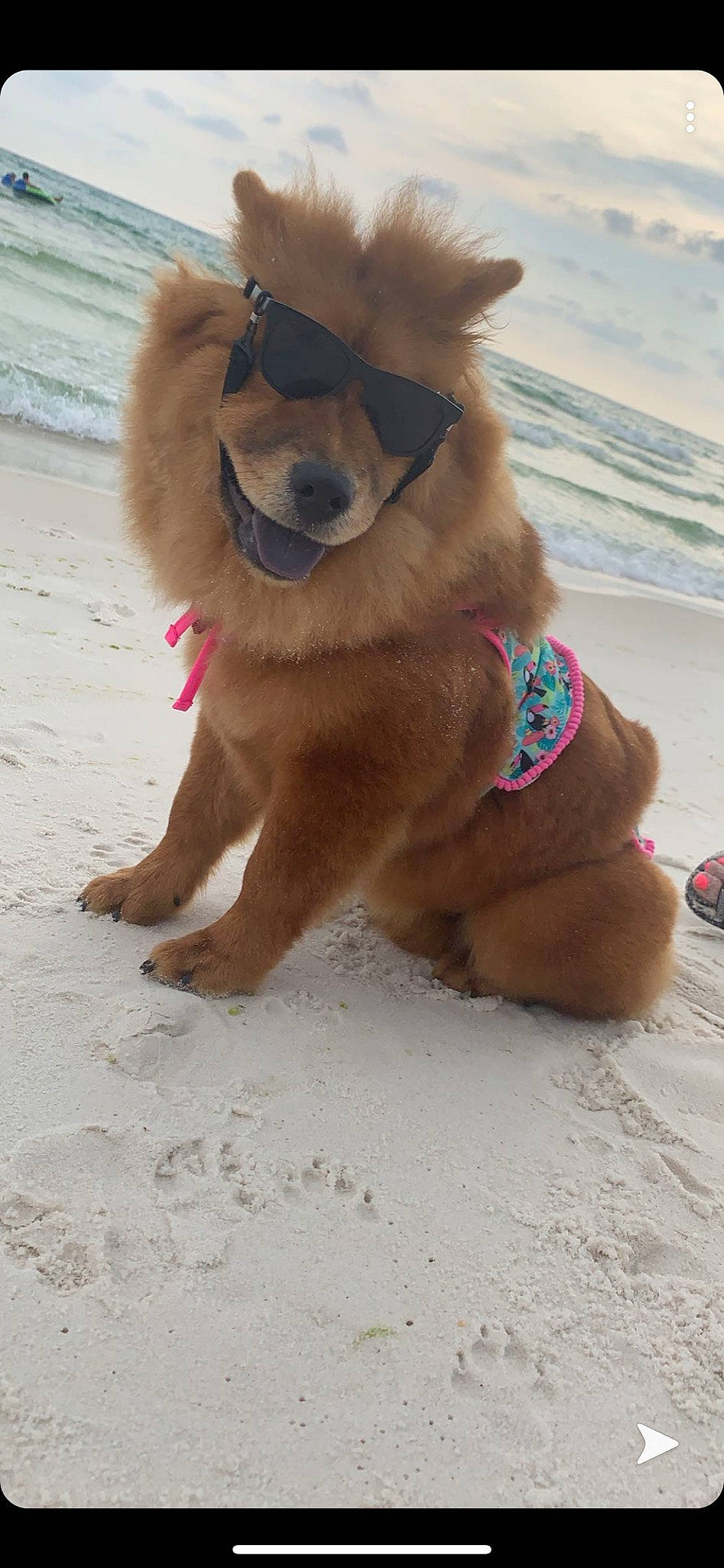 Nala is registered to the contest to win money with this photo: canidae, carnivore, companion_dog, dog, dog_breed, eurasier, fawn, finnish_spitz, german_spitz, german_spitz_klein, german_spitz_mittel, mammal, non_sporting_group, pomeranian, spitz, sporting_group, vertebrate, volpino_italiano